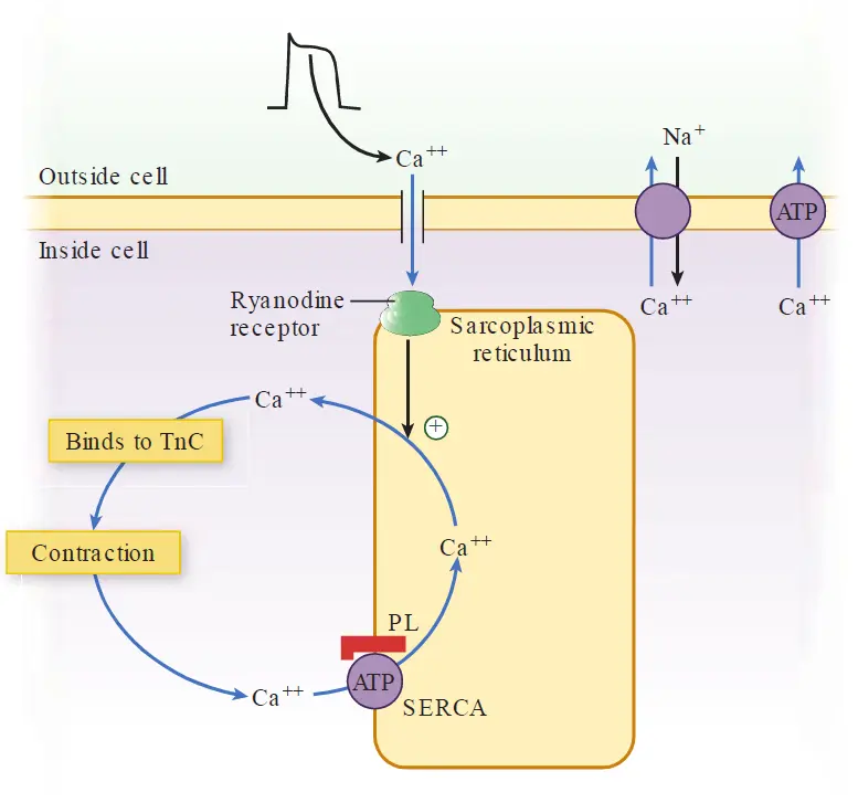 A physiological diagram illustrating the process of Calcium-Induced Calcium Release (CICR) in a cardiac muscle cell. An action potential triggers extracellular calcium (Ca++) influx, which activates Ryanodine receptors on the sarcoplasmic reticulum, inducing a massive internal calcium release. This calcium binds to troponin C (TnC) to cause muscle contraction. For relaxation, calcium is pumped back via SERCA (regulated by phospholamban, PL) or removed from the cell through sodium-calcium exchangers and ATP-driven calcium pumps.