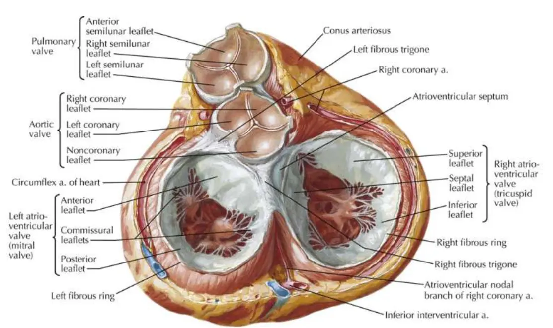Anatomical superior view diagram of the fibrous cardiac skeleton, showing the four heart valves in isolation. The pulmonary, aortic, mitral (left atrioventricular), and tricuspid (right atrioventricular) valves are clearly labeled with their respective individual leaflets, alongside neighboring fibrous rings, trigones, and coronary arteries.