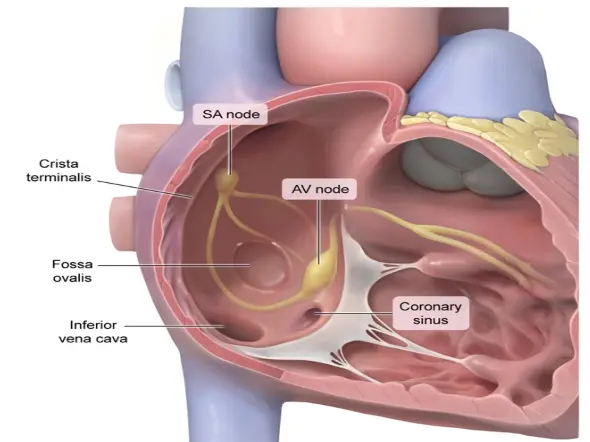 Detailed close-up cross-section diagram of the right atrium and internal cardiac structures, labeling the SA node, AV node, crista terminalis, fossa ovalis, coronary sinus, and inferior vena cava.