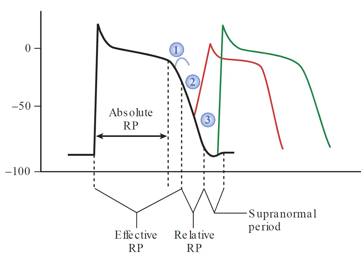 A graph demonstrating the refractory periods of a cardiac action potential curve. The main curve maps membrane potential against time, marking intervals for the Absolute Refractory Period (Absolute RP), Effective Refractory Period (Effective RP), Relative Refractory Period (Relative RP), and the Supranormal period. Numbered markers and colored line offsets (red and green) illustrate the tissue's changing excitability and response to premature stimuli during late repolarization.
